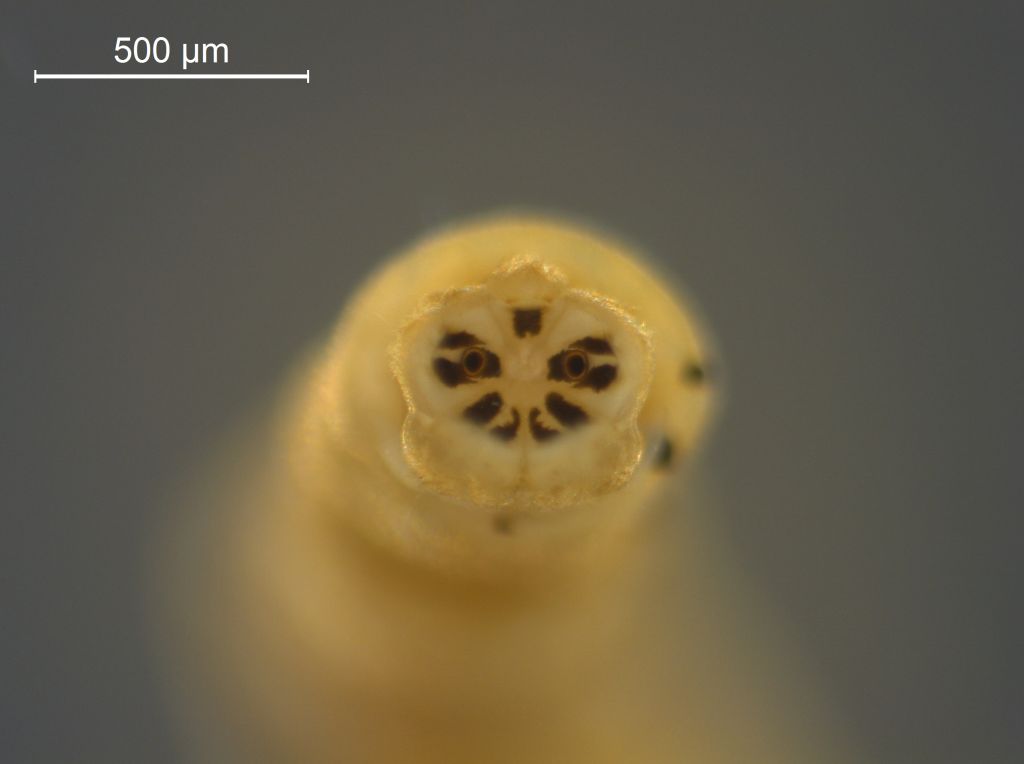 Molophilus sp